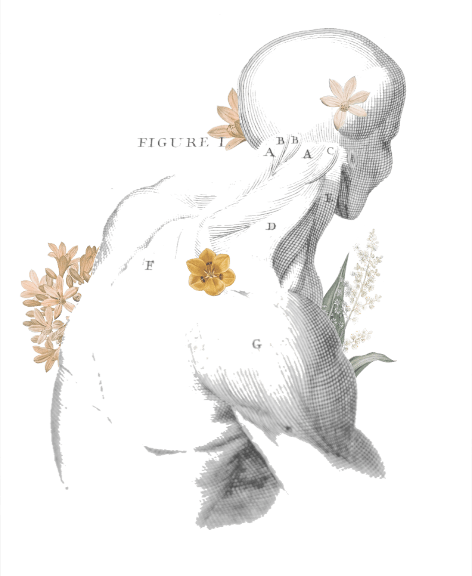 //dev.lifestylemed.pl/wp-content/uploads/2021/08/anatomy-flowers.png