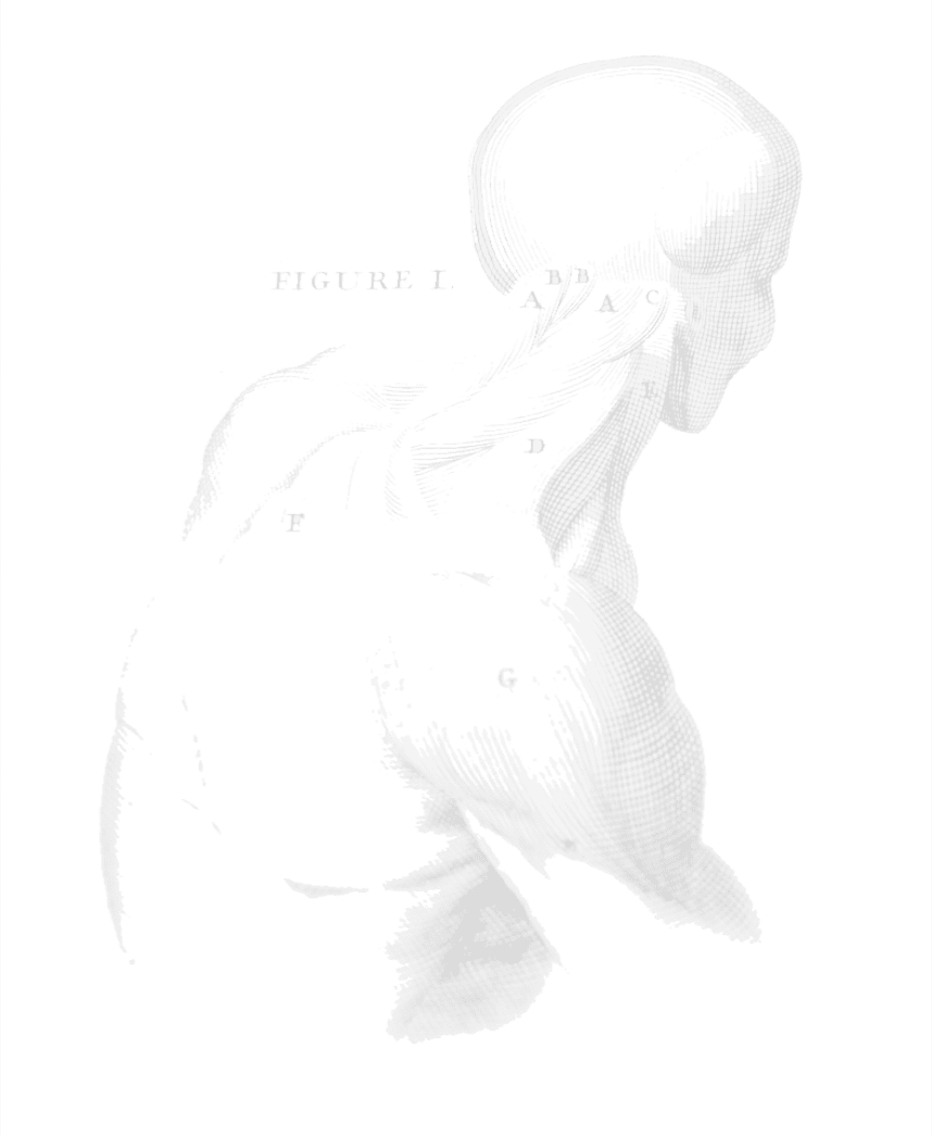 //dev.lifestylemed.pl/wp-content/uploads/2021/08/anatomy.png